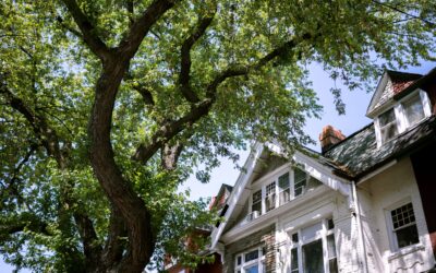Trees, Dry Weather and Subsidence: What Homeowners Need to Know This Summer